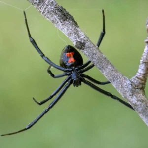 Black Widow Spider