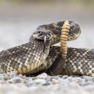 Rattlesnake